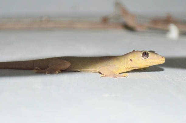 istock Common House Lizard On Wall, Close Up Animal Reptile Dragon 1249244915