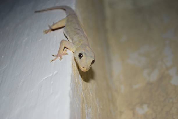istock Common House Lizard On Wall, Close Up Animal Reptile Dragon 1249245037