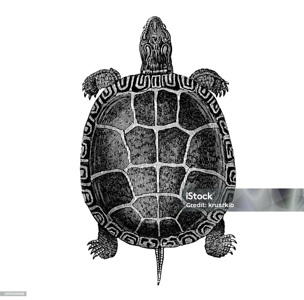 Hình Minh Họa Cũ Của Một Con Rùa Đất Hình minh họa Sẵn có - Tải ...