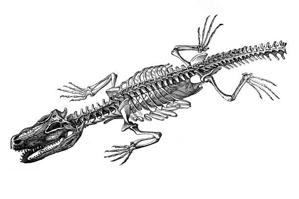 istock Old illustration of a skeleton of a Crocodile 1249245065