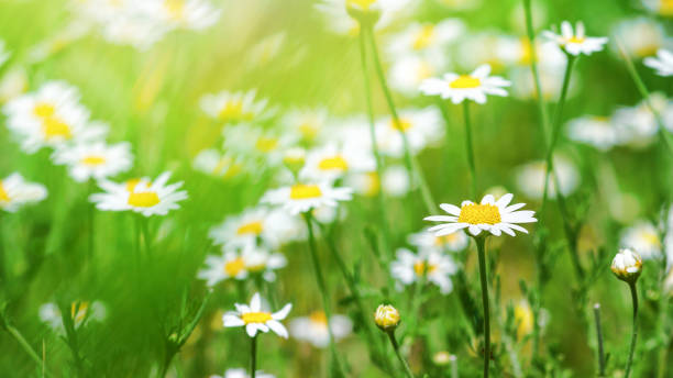 istock hamomile (Matricaria recutita), blooming plants in the spring meadow 1249245080