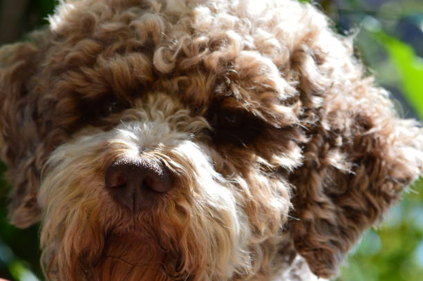istock Portrait of a dog 1249245096
