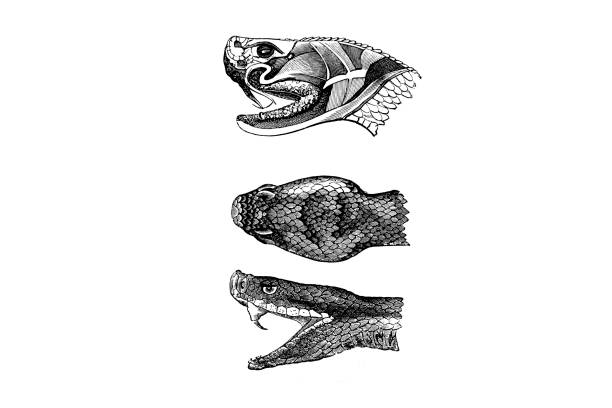 Old illustration of a poison apparatus inside rattlesnake Illustration taken from an old book representing exotic animals small animal tattoos stock illustrations