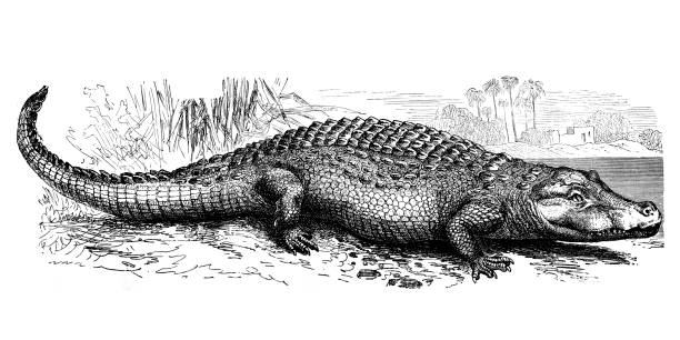 Illustration taken from an old book representing exotic animals
