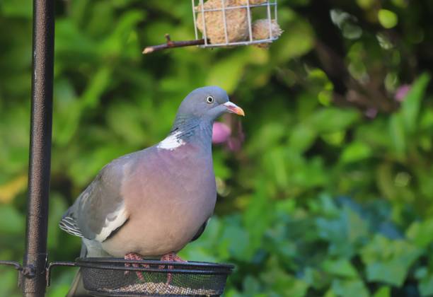 istock Pigeon on the Feeder 1249245255