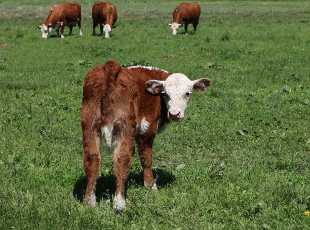 Young red and white faced calf standing in the meadow looking behind