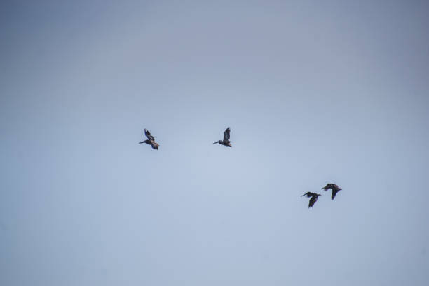 istock Seagulls in flight with blue skies on sunny day 1249246264
