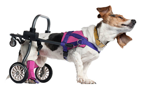 istock Paralyzed handicapped Mixed-breed dog, eight years old, white background. 124924674