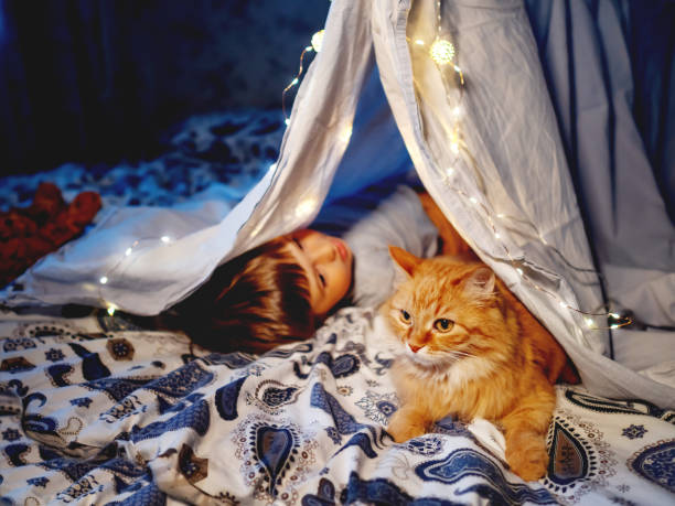 little boy plays with cute ginger cat. toddler and fluffy pet play in tent made of linen sheet on bed. cozy evening with favorite domestic animal. - child domestic cat little boys pets imagens e fotografias de stock