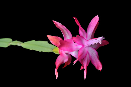 cactus flower of Decembrist isolated on black background