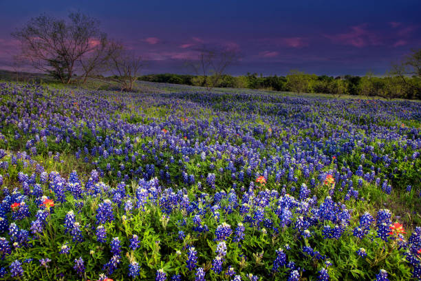 istock Bluebonnet filled Meadow near Ennis, Texas 1249247487