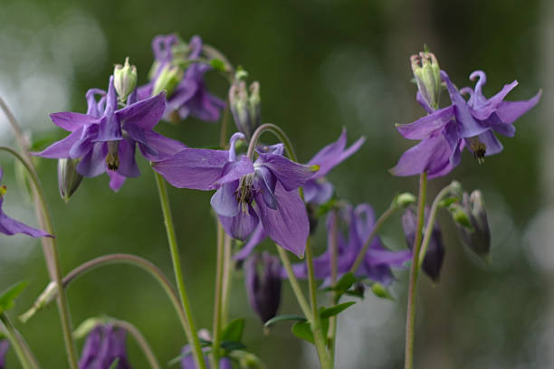 istock purple flowers-bells among the summer greenery 1249248962