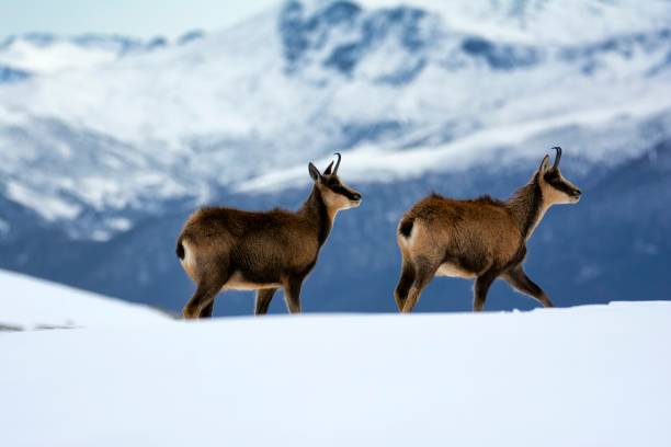 istock Chamois in the snow 1249249248