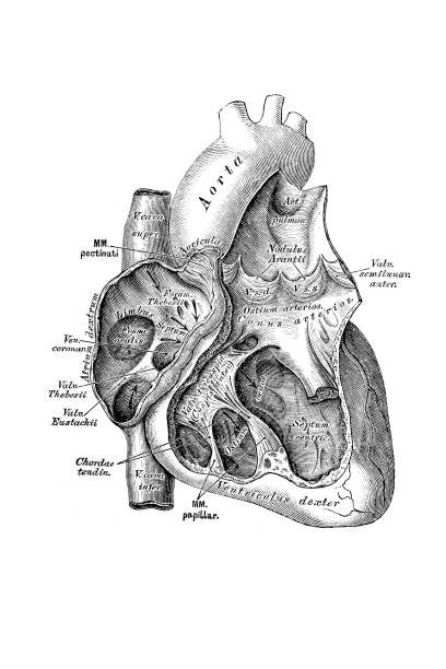 Ilustración de Sección Transversal Del Corazón Las Venas Y Las Arterias y más Vectores Libres de Derechos de Anatomía - iStock Ilustración de Sección Transversal Del Corazón Las Venas Y Las Arterias y más Vectores Libres de Derechos de Anatomía - iStock