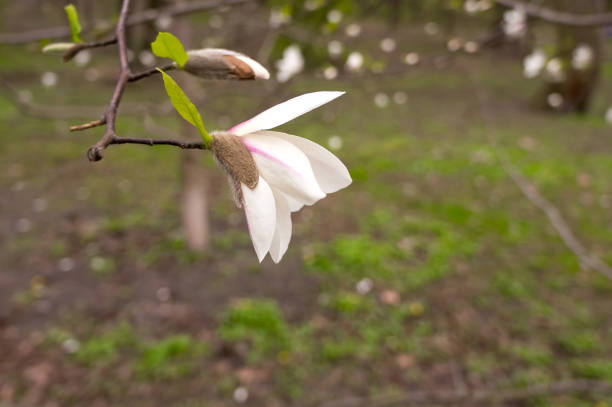 White magnolia flower close-up. Natural background. stock photo