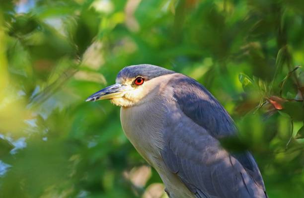 Unknown Elements A black-crowned night heron takes a break from preening to peek out from behind some foliage black crowned night heron nycticorax nycticorax stock pictures, royalty-free photos & images