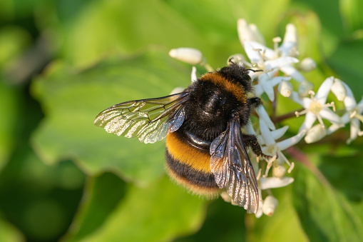 Macro shot of a bumblebee pollinatingf roughleaf dogwood (cornus drummondii) flowers