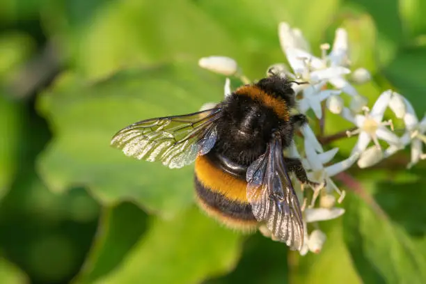 Photo of Bumblebee