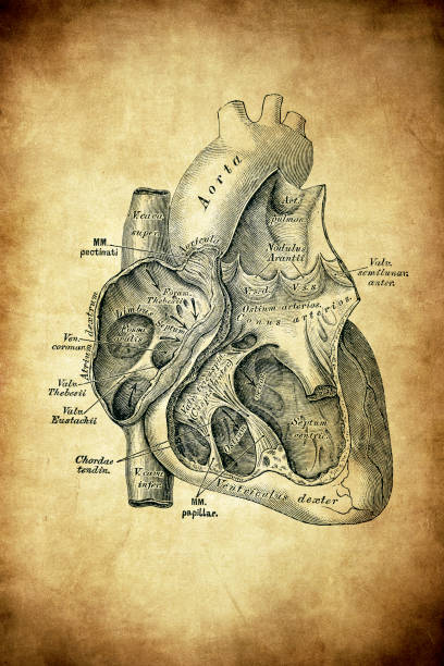 istock Cross section of Heart, veins and arteries 1249254272