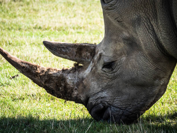 istock Woburn Safari Park 1249255222
