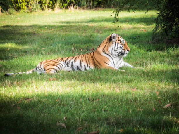 istock Woburn Safari Park 1249255281