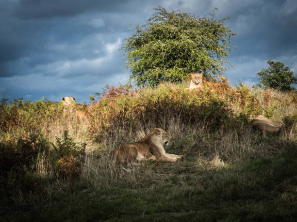 istock Woburn Safari Park 1249255480