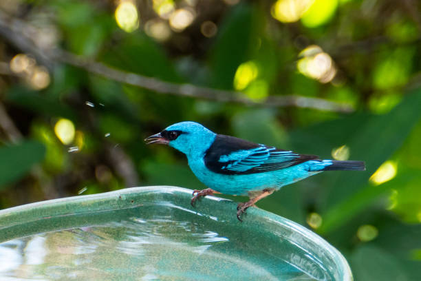 istock The blue dacnis (dacnis cayana) in the Atlantic Forest 1249259019