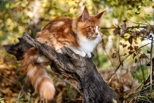 istock A big maine coon kitten sitting on a tree. 1249259054
