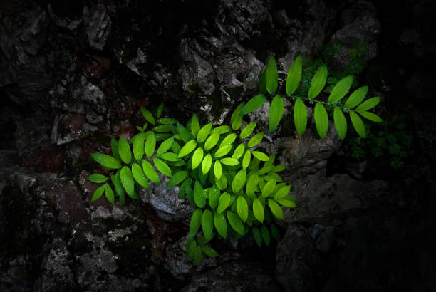 istock Bright green leaves on a dark natural background 1249259812
