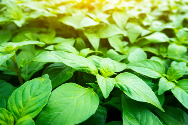 istock Basil sapling in the field under sunshine 1249260969