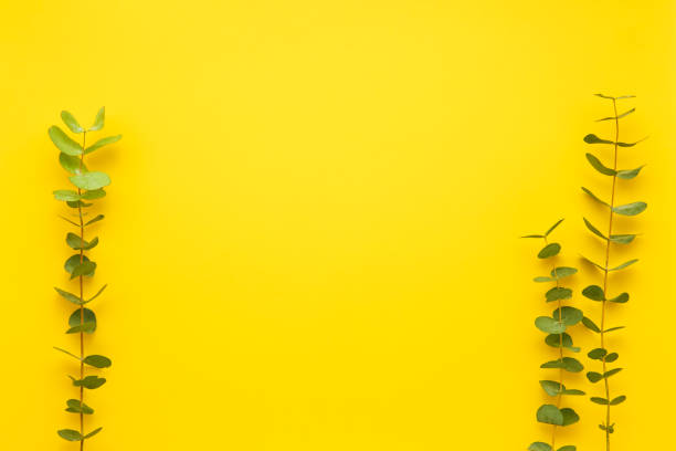 istock Eucalyptus twigs on bright yellow background. Flat lay, copy space. 1249262139