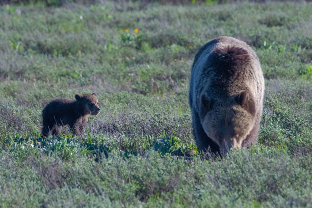 istock Grizzly bear foraging for food 1249262141