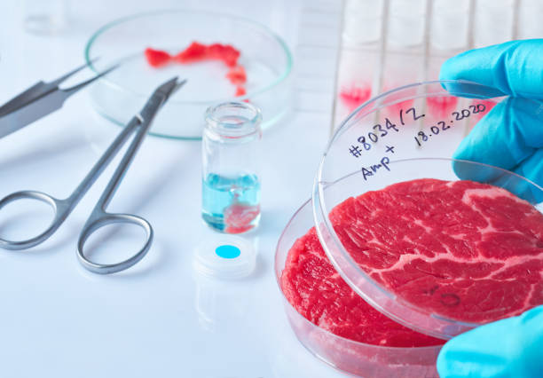 istock Meat sample in open disposable plastic cell culture dish in modern laboratory or production facility. Clean cell-based meat concept. Muscle and connective tissue cultured in vitro from animal cells. 1249262187