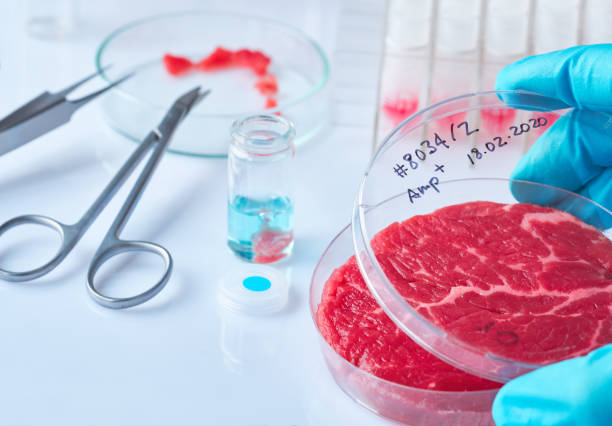 Meat sample in open disposable plastic cell culture dish in modern laboratory or production facility. Clean cell-based meat concept. Muscle and connective tissue cultured in vitro from animal cells. stock photo