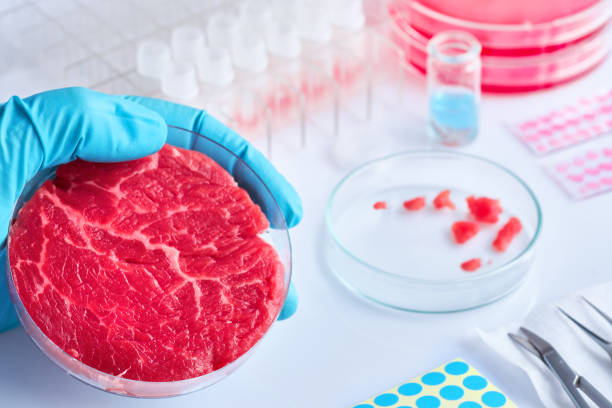 istock Meat sample in open disposable plastic cell culture dish in modern laboratory or production facility. Concept of cultured meat, cellular agriculture, slaughter-free eco friendly concept. 1249262197