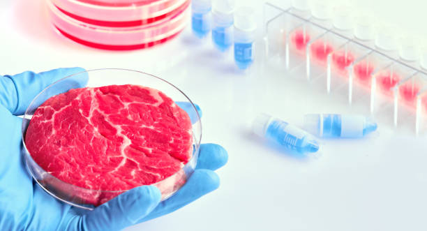 istock Clean cell-based meat. Hand in glove hold meat sample in plastic cell culture dish.  Panoramic composition, concept shot in white, blue, red. Muscle and connective tissue cultured from animal cells. 1249262218