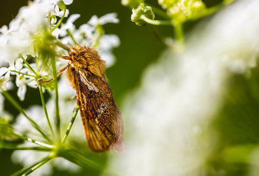 A moth is sleeping under a Anthriscus sylvestris flower head