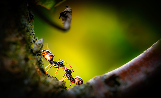 Teo ants meet in a tree and communicates, backlit romatic light, vignette