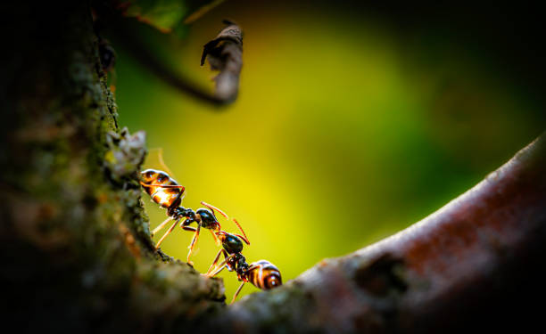 Ants in love Teo ants meet in a tree and communicates, backlit romatic light, vignette ant stock pictures, royalty-free photos & images