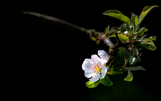 Aroma apple flower agains pitch black background