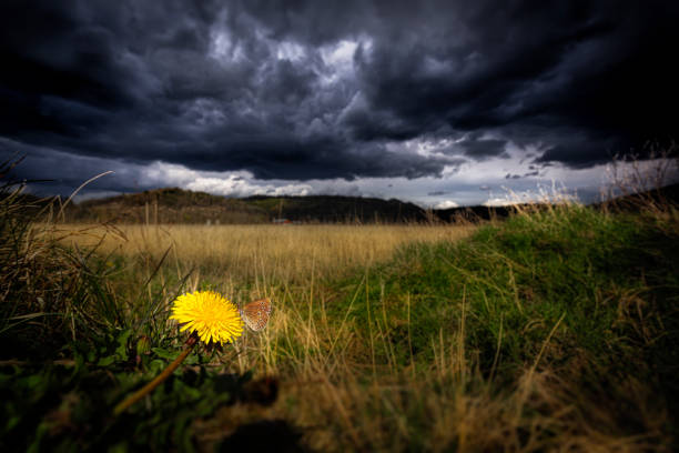 Green meadow under sky with clouds and sunset.