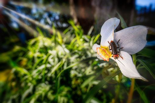 Soldier beetle on a daffodil flower, Rhagonycha fulva, wide angle macro