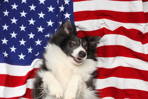 istock Happy border collie playing on American flag 1249265154