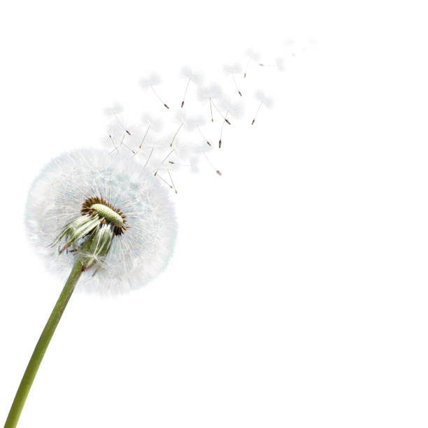 istock Isolated dandelion flower with flying feathers 1249266100