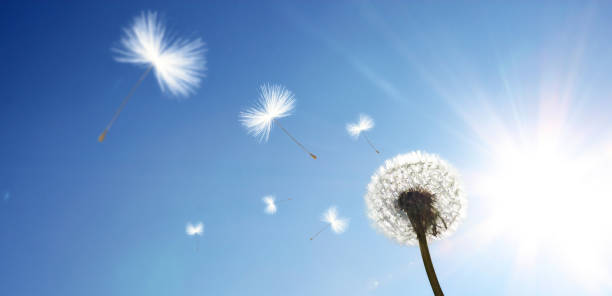 istock Dandelion flower with flying feathers on blue sky. 1249266748
