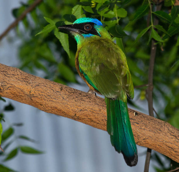 istock Female Barranquero Bird (Momotus momota andean) 1249274449