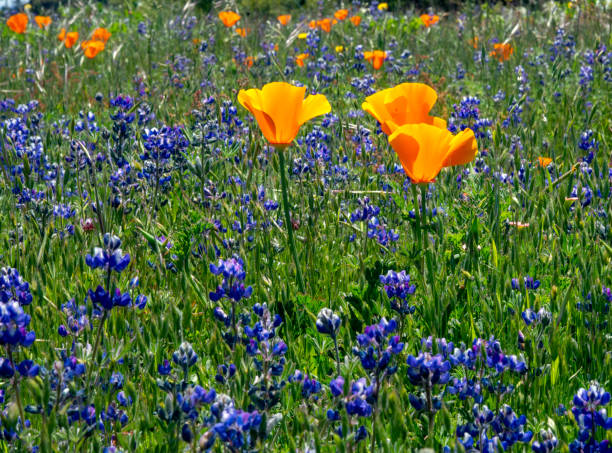 istock Golden Poppies and Lupine 1249276283