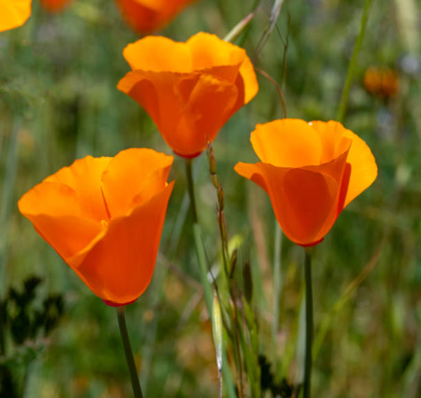 istock California Golden Poppies 1249276472