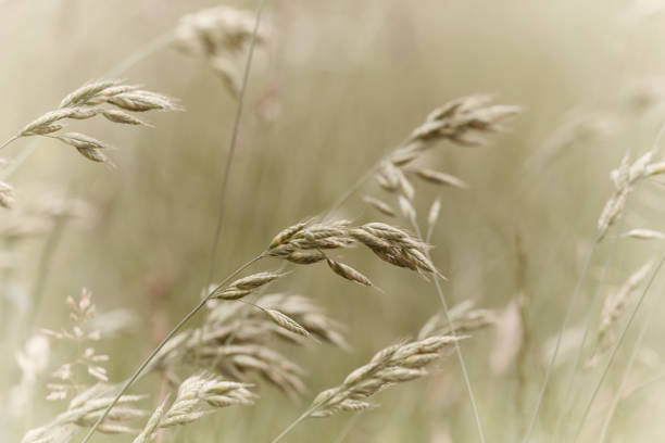 Nature background with wildgrass under sunlight. Selective focus. Plant background.
