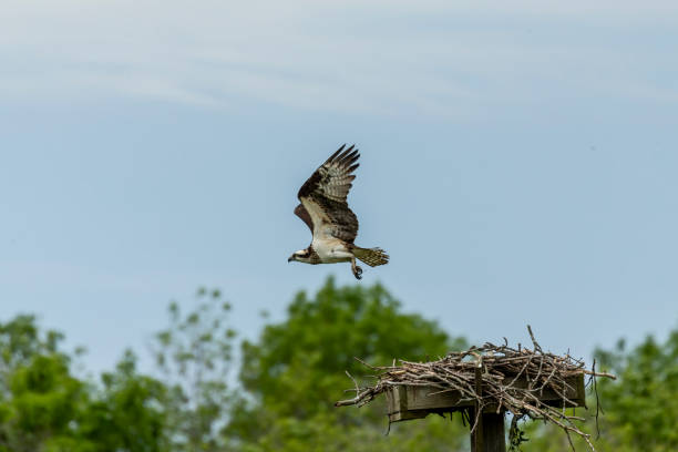istock Western osprey near the nest. 1249281405